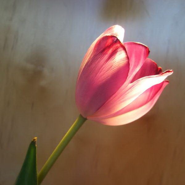 A sketch of Reformed-Thomist doctrines of&nbsp;grace